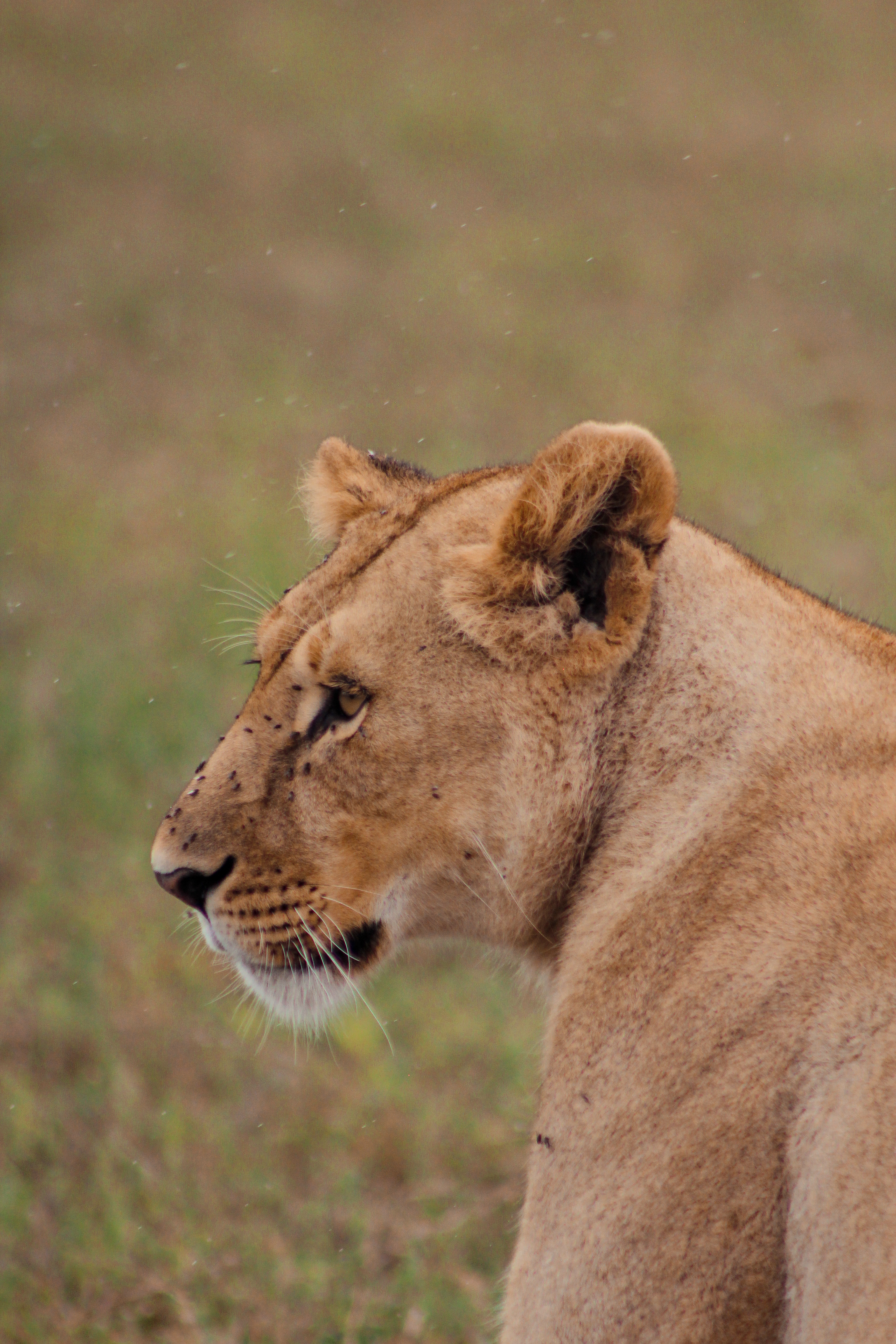 Day Trip to Selous Game Reserve